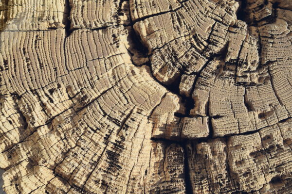 Table basse tronc d'arbre verre